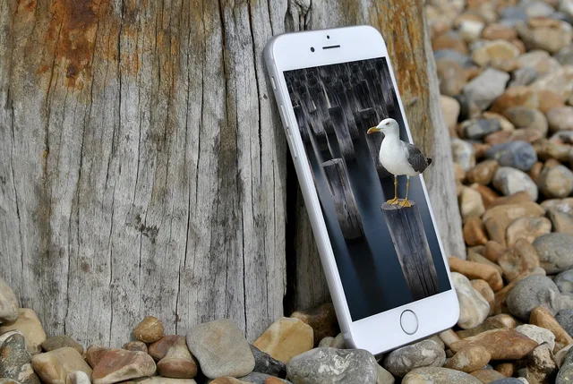 smartphone, gull, nature, composing, bird, image montage, digital art. How to Spot AI Generated Images Social Media Users Share